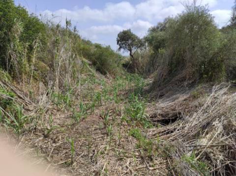 TERRENO RÚSTICO COM 15.560 M2 BONS ACESSOS - NA CORTELHA - AZINHAL - CASTRO MARIM - ALGARVE
