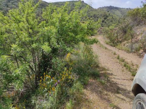 TERRENO RÚSTICO COM 15.560 M2 BONS ACESSOS - NA CORTELHA - AZINHAL - CASTRO MARIM - ALGARVE