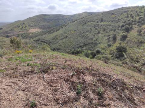 TERRENO RÚSTICO COM 15.560 M2 BONS ACESSOS - NA CORTELHA - AZINHAL - CASTRO MARIM - ALGARVE