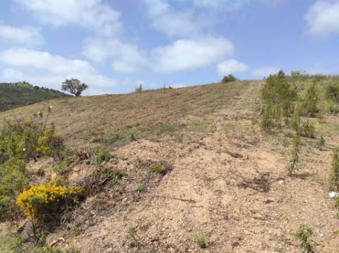 TERRENO RÚSTICO COM 15.560 M2 BONS ACESSOS - NA CORTELHA - AZINHAL - CASTRO MARIM - ALGARVE