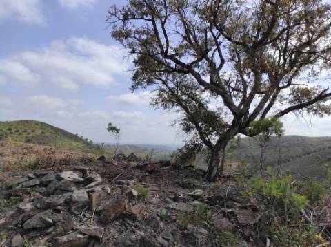 TERRENO RÚSTICO COM 15.560 M2 BONS ACESSOS - NA CORTELHA - AZINHAL - CASTRO MARIM - ALGARVE