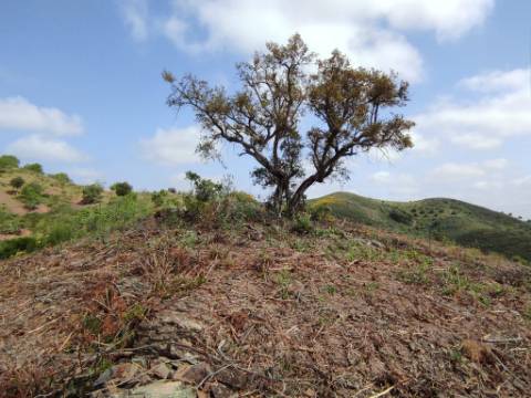 TERRENO RÚSTICO COM 15.560 M2 BONS ACESSOS - NA CORTELHA - AZINHAL - CASTRO MARIM - ALGARVE