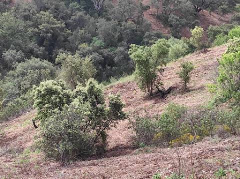 TERRENO RÚSTICO COM 15.560 M2 BONS ACESSOS - NA CORTELHA - AZINHAL - CASTRO MARIM - ALGARVE