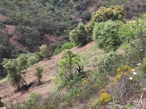 TERRENO RÚSTICO COM 15.560 M2 BONS ACESSOS - NA CORTELHA - AZINHAL - CASTRO MARIM - ALGARVE