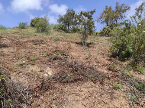 TERRENO RÚSTICO COM 15.560 M2 BONS ACESSOS - NA CORTELHA - AZINHAL - CASTRO MARIM - ALGARVE