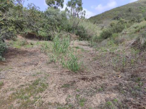 TERRENO RÚSTICO COM 15.560 M2 BONS ACESSOS - NA CORTELHA - AZINHAL - CASTRO MARIM - ALGARVE