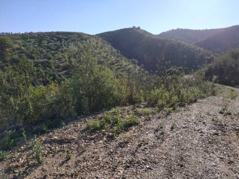 TERRENO RÚSTICO COM 15.560 M2 BONS ACESSOS - NA CORTELHA - AZINHAL - CASTRO MARIM - ALGARVE