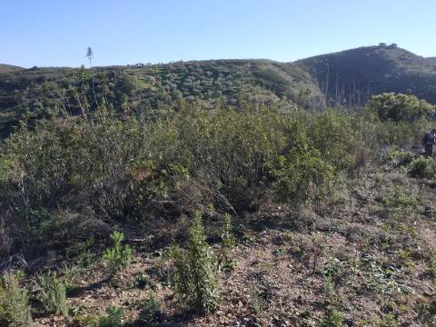 TERRENO RÚSTICO COM 15.560 M2 BONS ACESSOS - NA CORTELHA - AZINHAL - CASTRO MARIM - ALGARVE