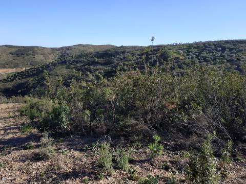 TERRENO RÚSTICO COM 15.560 M2 BONS ACESSOS - NA CORTELHA - AZINHAL - CASTRO MARIM - ALGARVE