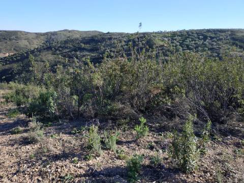 TERRENO RÚSTICO COM 15.560 M2 BONS ACESSOS - NA CORTELHA - AZINHAL - CASTRO MARIM - ALGARVE