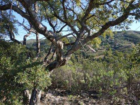 TERRENO RÚSTICO COM 15.560 M2 BONS ACESSOS - NA CORTELHA - AZINHAL - CASTRO MARIM - ALGARVE