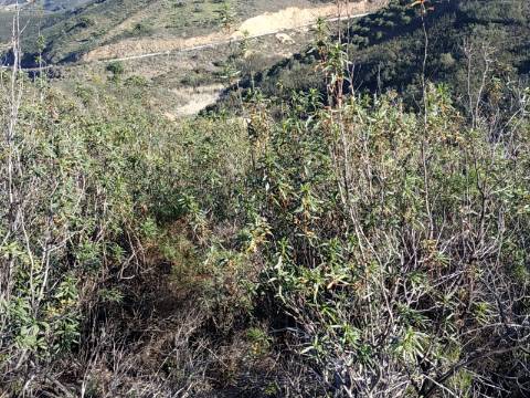 TERRENO RÚSTICO COM 15.560 M2 BONS ACESSOS - NA CORTELHA - AZINHAL - CASTRO MARIM - ALGARVE