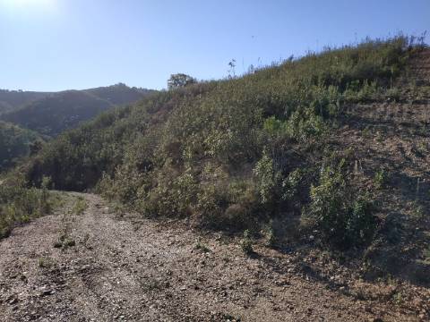 TERRENO RÚSTICO COM 15.560 M2 BONS ACESSOS - NA CORTELHA - AZINHAL - CASTRO MARIM - ALGARVE