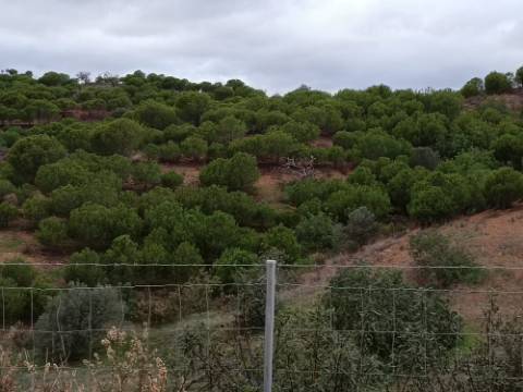TERRENO COM 11.360 M2 - ALCARIAS GRANDES - AZINHAL - CASTRO MARIM - ALGARVE