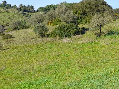 Terreno Rio Maior-Santarem