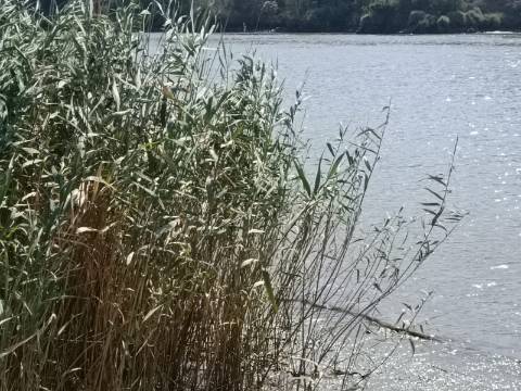 TERRENO RUSTICO COM 760 M2 JUNTO AO RIO GUADIANA - PONTAL - ALCOUTIM