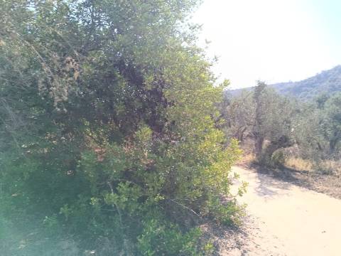 TERRENO RUSTICO COM 760 M2 JUNTO AO RIO GUADIANA - PONTAL - ALCOUTIM