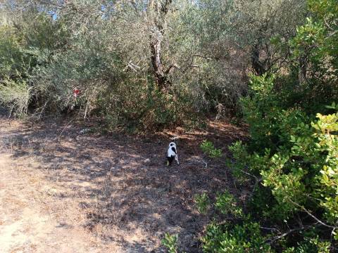 TERRENO RUSTICO COM 760 M2 JUNTO AO RIO GUADIANA - PONTAL - ALCOUTIM