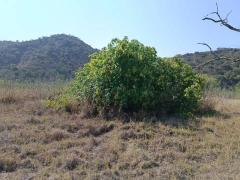 TERRENO RUSTICO COM 760 M2 JUNTO AO RIO GUADIANA - PONTAL - ALCOUTIM