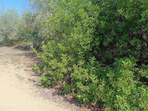 TERRENO RUSTICO COM 760 M2 JUNTO AO RIO GUADIANA - PONTAL - ALCOUTIM