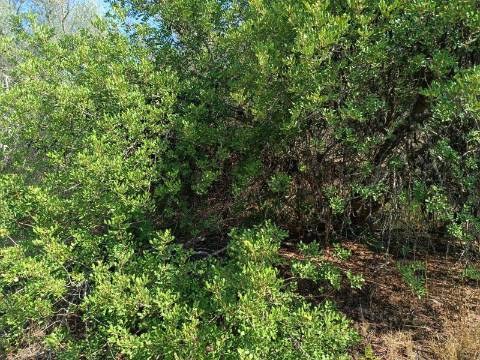 TERRENO RUSTICO COM 760 M2 JUNTO AO RIO GUADIANA - PONTAL - ALCOUTIM