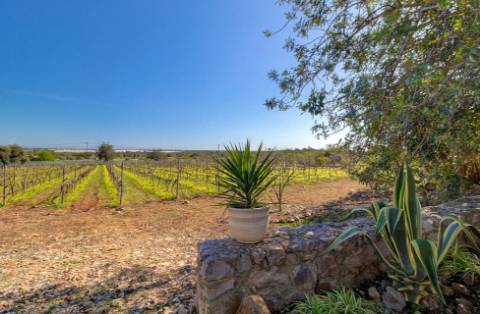 Magnífica Quinta em Santo Estêvão