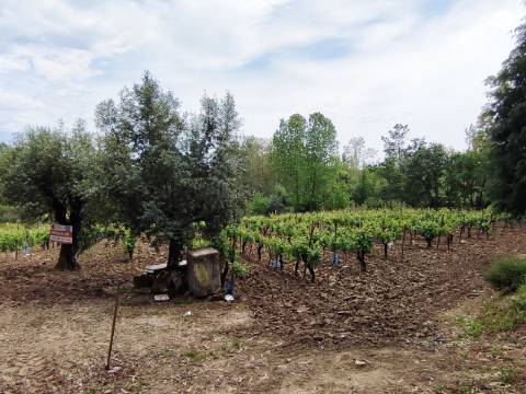 Terreno Rustico com Vinha, Floresta e Olival para venda em Castelos