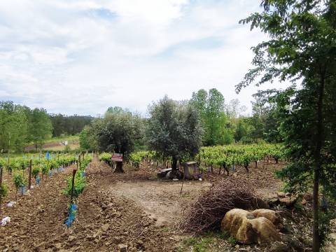 Terreno Rustico com Vinha, Floresta e Olival para venda em Castelos