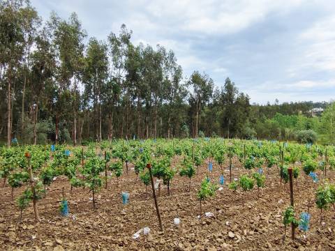 Terreno Rustico com Vinha, Floresta e Olival para venda em Castelos
