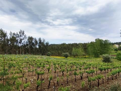 Terreno Rustico com Vinha, Floresta e Olival para venda em Castelos