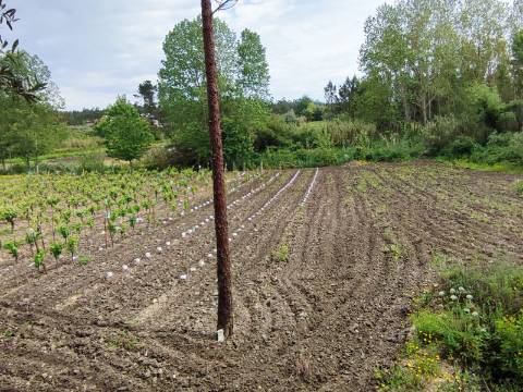 Terreno Rustico com Vinha, Floresta e Olival para venda em Castelos