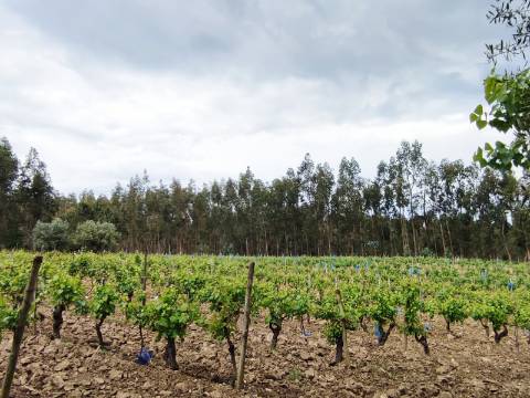 Terreno Rustico com Vinha, Floresta e Olival para venda em Castelos