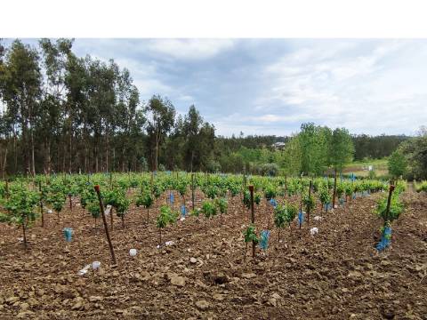 Terreno Rustico com Vinha, Floresta e Olival para venda em Castelos