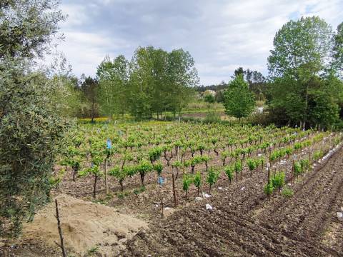 Terreno Rustico com Vinha, Floresta e Olival para venda em Castelos