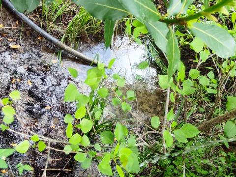 Terreno Rustico com Vinha, Floresta e Olival para venda em Castelos