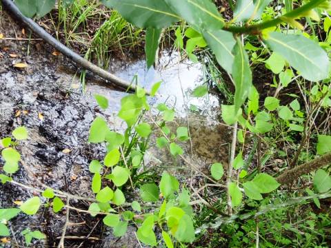 Terreno Rustico com Vinha, Floresta e Olival para venda em Castelos