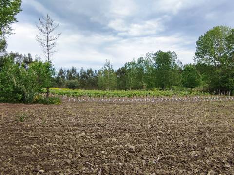 Terreno Rustico com Vinha, Floresta e Olival para venda em Castelos