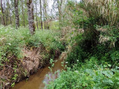 Terreno Rustico com Vinha, Floresta e Olival para venda em Castelos