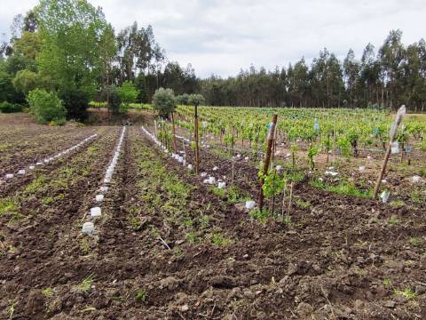 Terreno Rustico com Vinha, Floresta e Olival para venda em Castelos