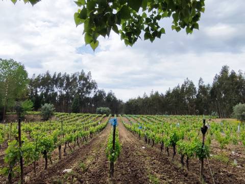 Terreno Rustico com Vinha, Floresta e Olival para venda em Castelos