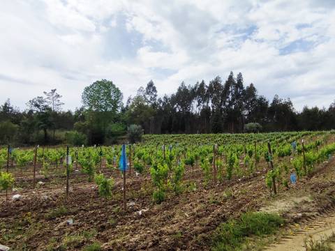 Terreno Rustico com Vinha, Floresta e Olival para venda em Castelos