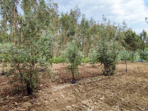 Terreno Rustico com Vinha, Floresta e Olival para venda em Castelos