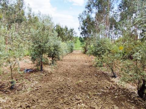 Terreno Rustico com Vinha, Floresta e Olival para venda em Castelos