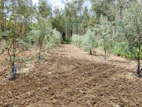 Terreno Rustico com Vinha, Floresta e Olival para venda em Castelos