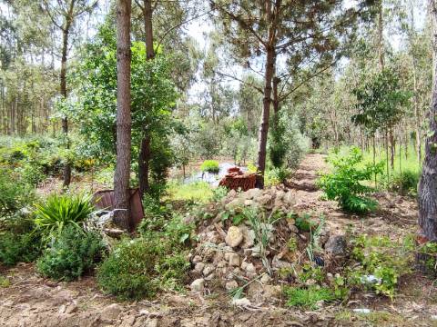 Terreno Rustico com Vinha, Floresta e Olival para venda em Castelos