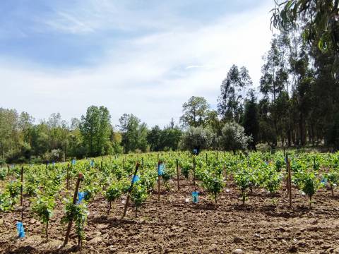 Terreno Rustico com Vinha, Floresta e Olival para venda em Castelos
