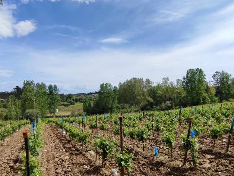 Terreno Rustico com Vinha, Floresta e Olival para venda em Castelos