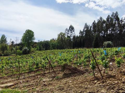 Terreno Rustico com Vinha, Floresta e Olival para venda em Castelos