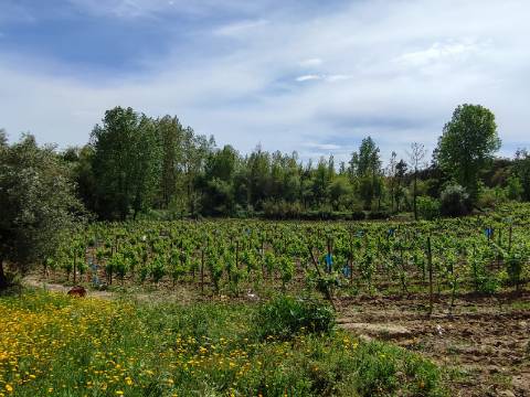 Terreno Rustico com Vinha, Floresta e Olival para venda em Castelos