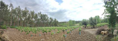 Terreno Rustico com Vinha, Floresta e Olival para venda em Castelos